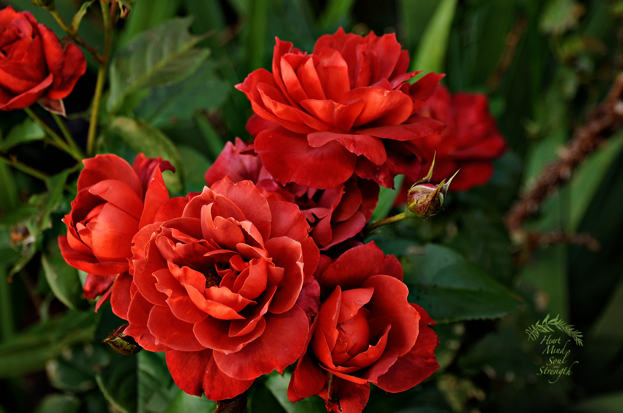 Red-Roses