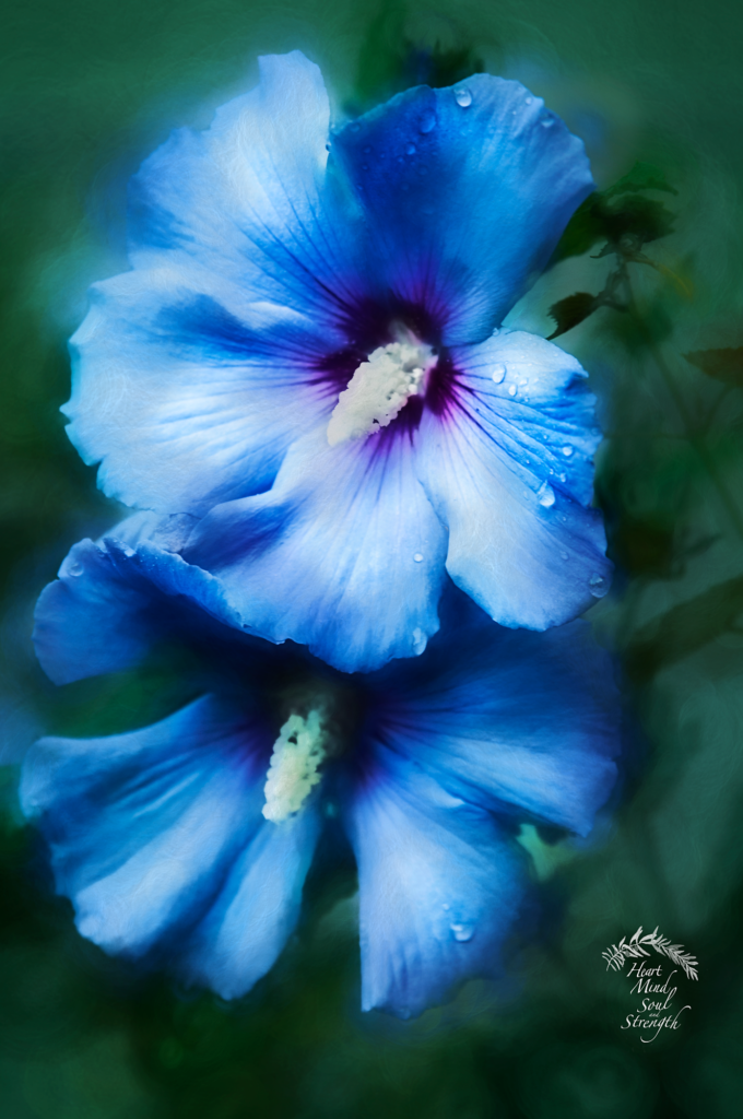Blue-Hibiscus-pnt-copy