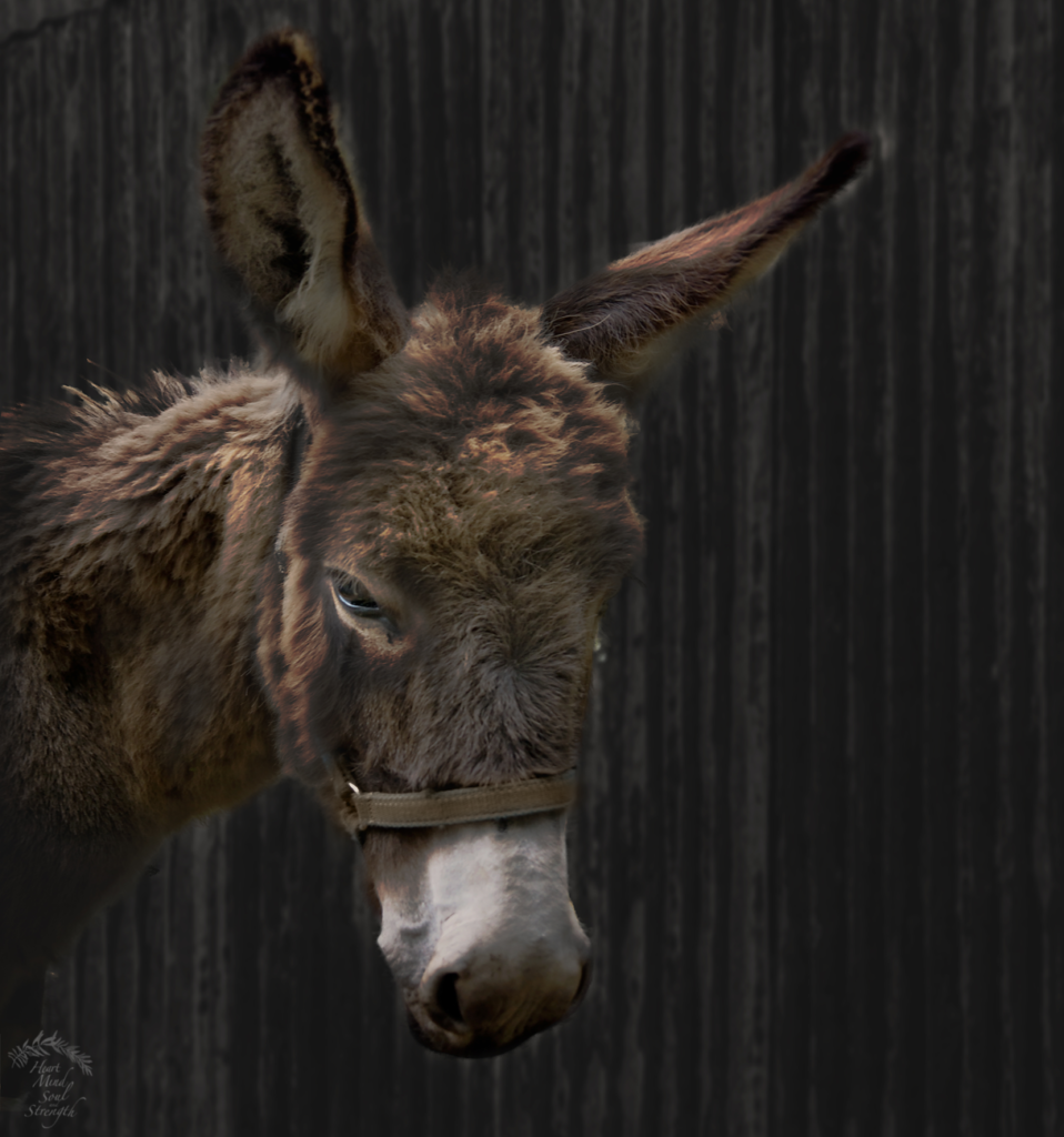 Donkey in shed