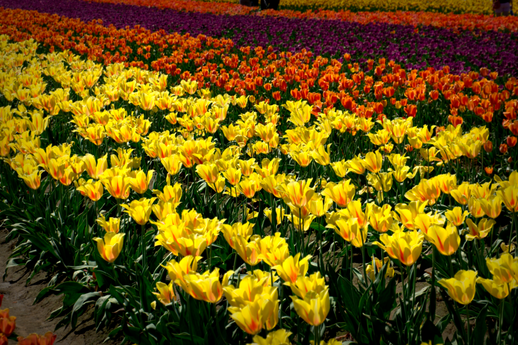 K's tulips Glow copy