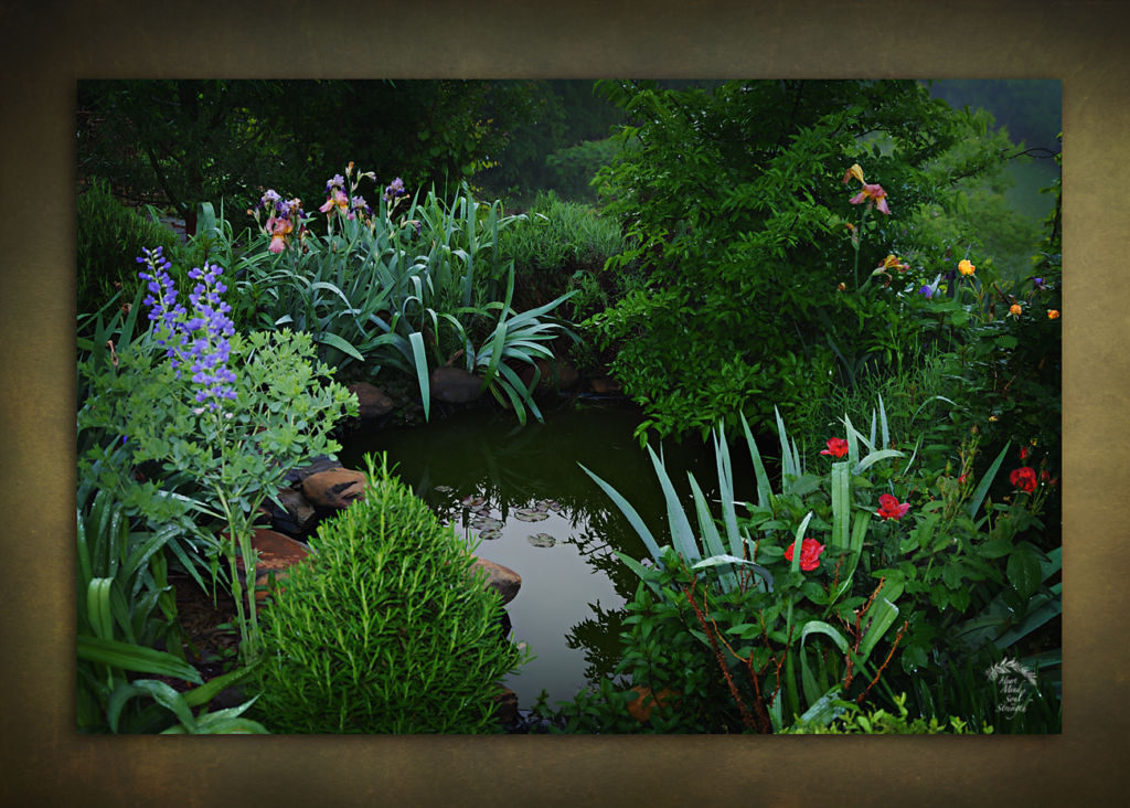 pond in May