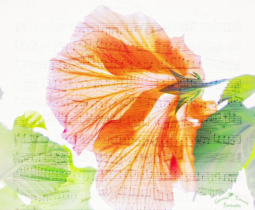 WEB Hibiscus music